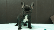 フレンチブルドッグ子犬の写真No.202509051正面10月29日現在