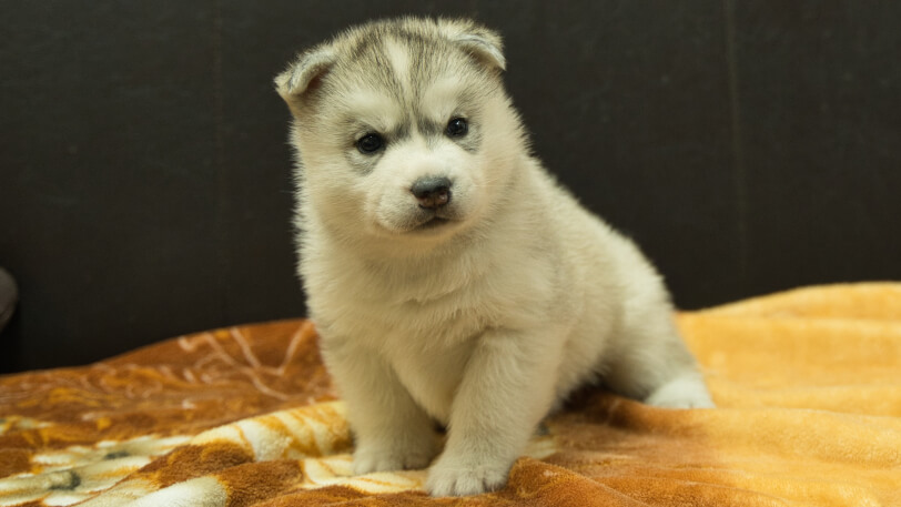 シベリアンハスキー子犬の写真No.202602224正面3月21日現在