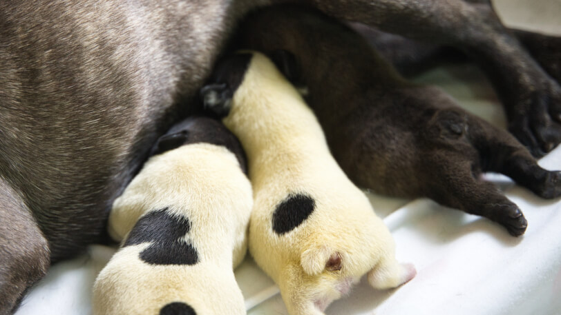 2026年2月27日生まれのフレンチブルドッグの子犬