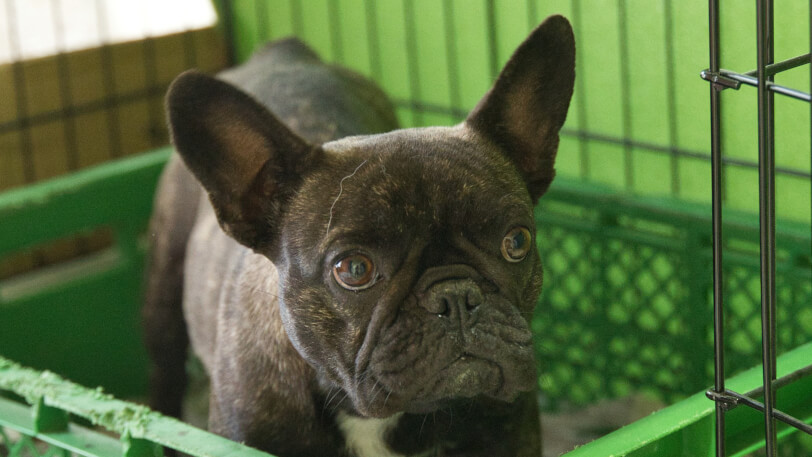 フレンチブルドッグのサンペイ