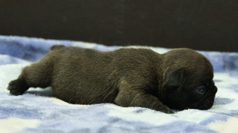 フレンチブルドッグ子犬の写真No.202602271右側面3月13日現在