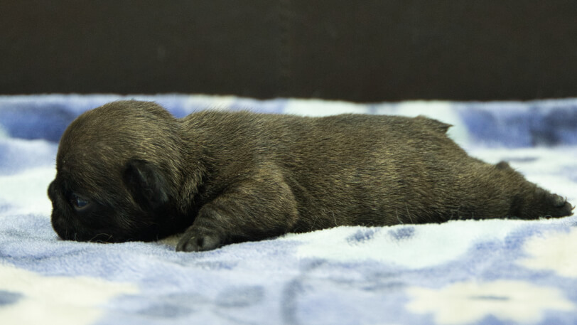 フレンチブルドッグ子犬の写真No.202602271左側面3月13日現在
