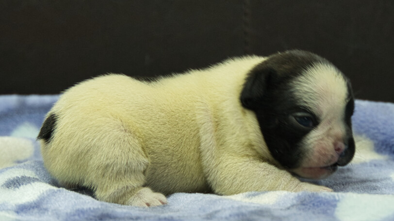 フレンチブルドッグ子犬の写真No.202602272右側面3月13日現在
