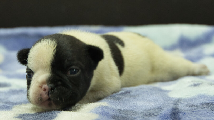 フレンチブルドッグ子犬の写真No.202602272-4 3月13日現在