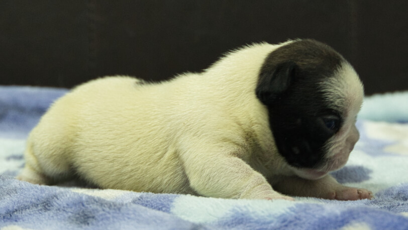 フレンチブルドッグ子犬の写真No.202602272-5 3月13日現在