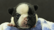 フレンチブルドッグ子犬の写真No.202602272正面3月13日現在