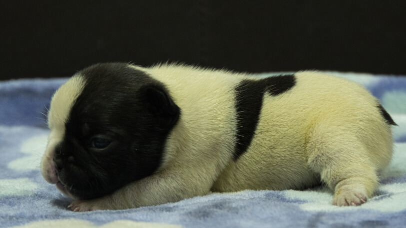 フレンチブルドッグ子犬の写真No.202602272左側面3月13日現在