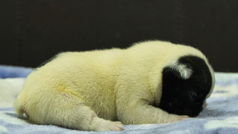 フレンチブルドッグ子犬の写真No.202602273右側面3月13日現在