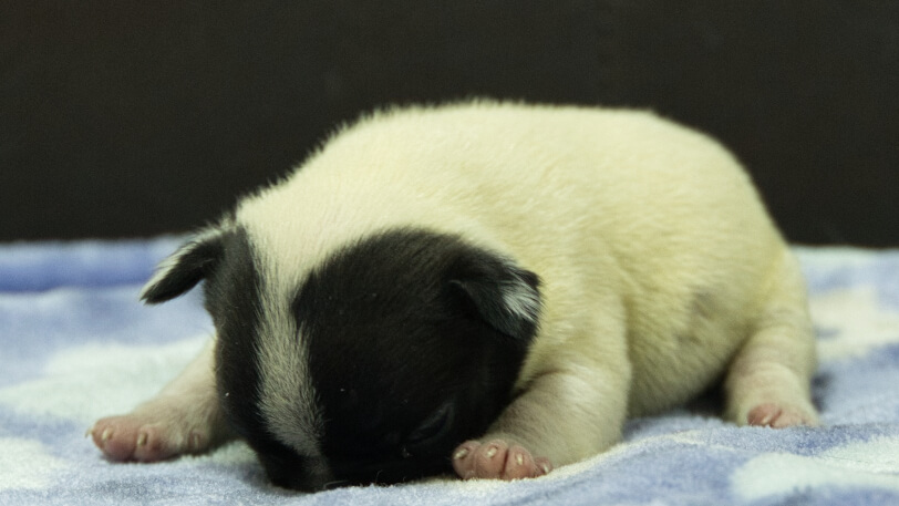 フレンチブルドッグ子犬の写真No.202602273-4 3月13日現在