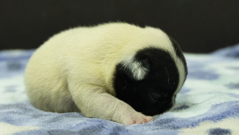 フレンチブルドッグ子犬の写真No.202602273-5 3月13日現在