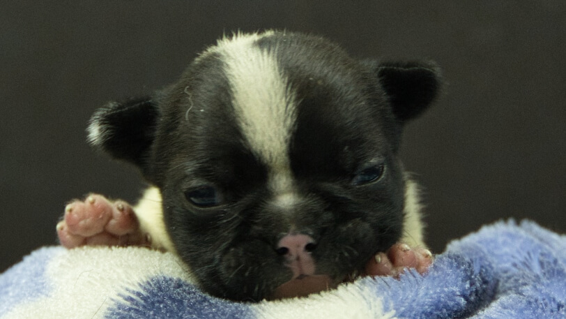 フレンチブルドッグ子犬の写真No.202602273正面3月13日現在