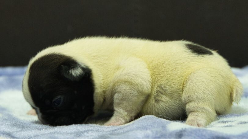 フレンチブルドッグ子犬の写真No.202602273左側面3月13日現在