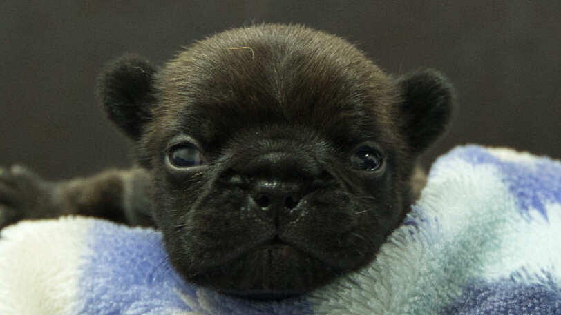 フレンチブルドッグ子犬の写真No.202602271正面3月13日現在