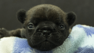 フレンチブルドッグ子犬の写真No.202602271正面3月13日現在