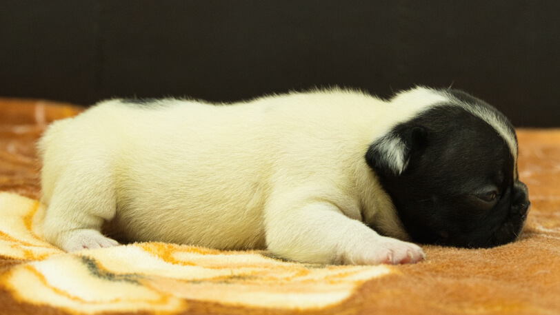 フレンチブルドッグ子犬の写真No.202602273右側面3月21日現在