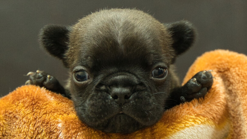 フレンチブルドッグ子犬の写真No.202602271正面3月21日現在