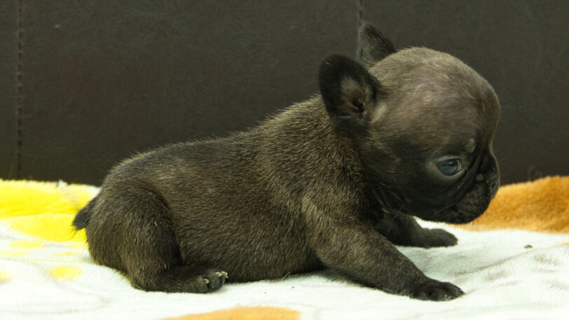 フレンチブルドッグ子犬の写真No.202602271右側面3月30日現在