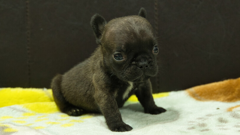 フレンチブルドッグ子犬の写真No.202602271-5 3月30日現在