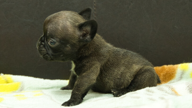 フレンチブルドッグ子犬の写真No.202602271左側面3月30日現在