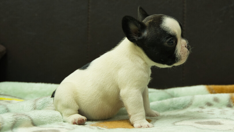 フレンチブルドッグ子犬の写真No.202602272右側面3月30日現在