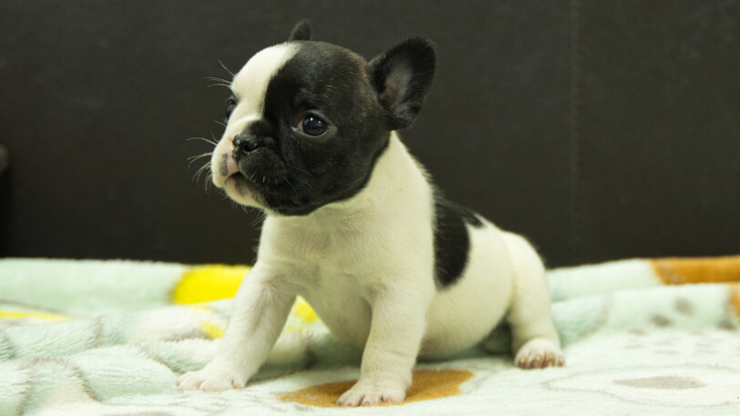 フレンチブルドッグ子犬の写真No.202602272-4 3月30日現在