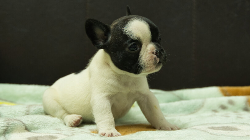 フレンチブルドッグ子犬の写真No.202602272-5 3月30日現在