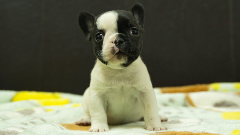フレンチブルドッグ子犬の写真No.202602272正面3月30日現在
