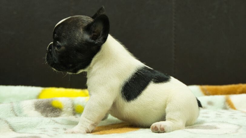 フレンチブルドッグ子犬の写真No.202602272左側面3月30日現在
