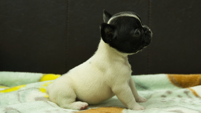 フレンチブルドッグ子犬の写真No.202602273右側面3月30日現在
