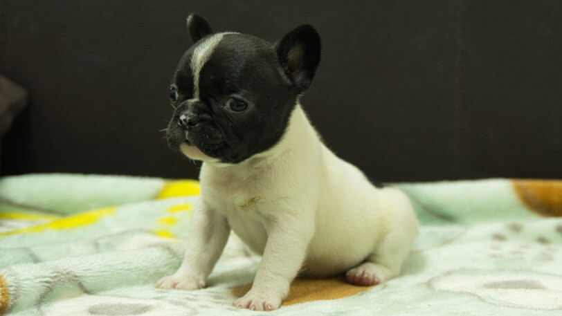 フレンチブルドッグ子犬の写真No.202602273-4 3月30日現在