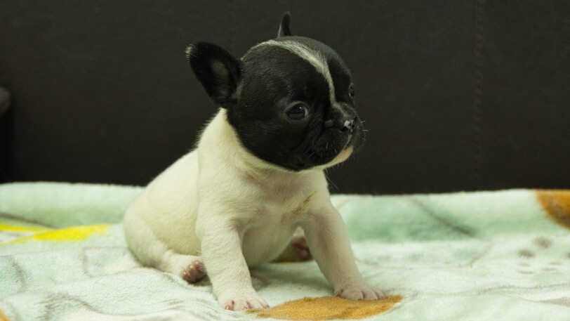 フレンチブルドッグ子犬の写真No.202602273-5 3月30日現在