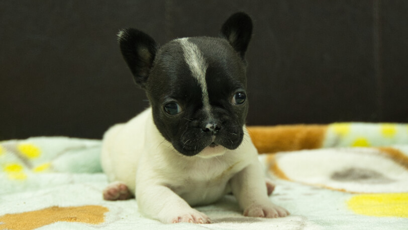 フレンチブルドッグ子犬の写真No.202602273正面3月30日現在