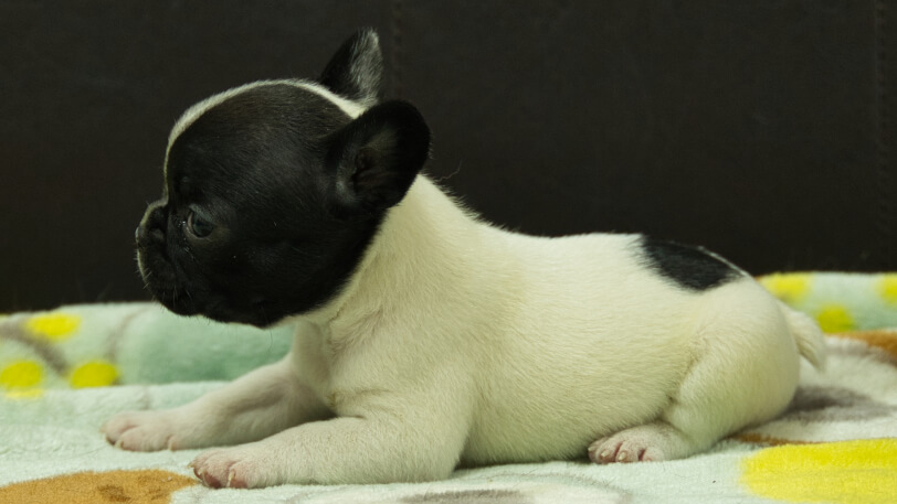 フレンチブルドッグ子犬の写真No.202602273左側面3月30日現在