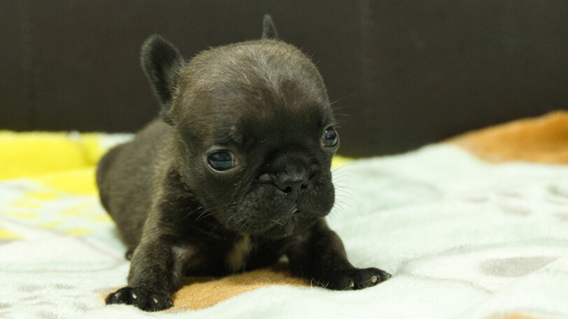 フレンチブルドッグ子犬の写真No.202602271正面3月30日現在