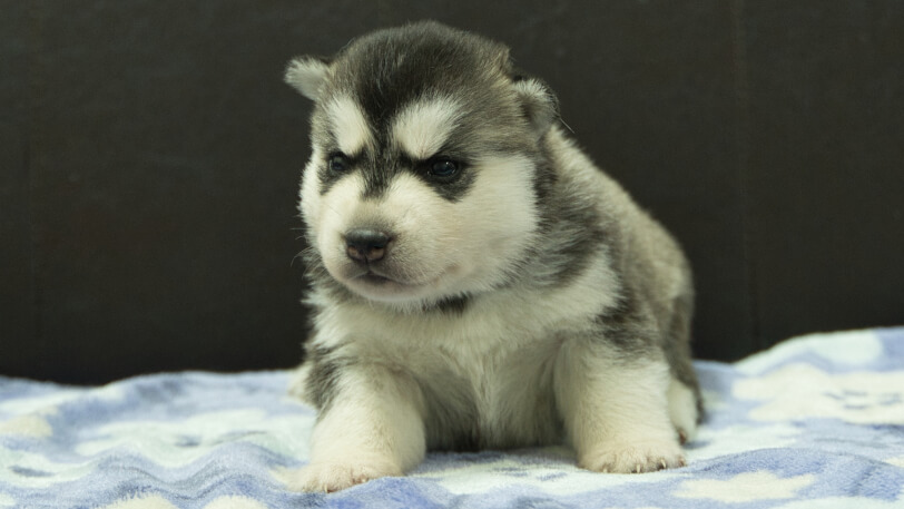 シベリアンハスキー子犬の写真No.202602223正面3月13日現在