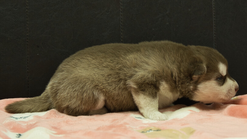 シベリアンハスキー子犬の写真No.202602161右側面3月3日現在
