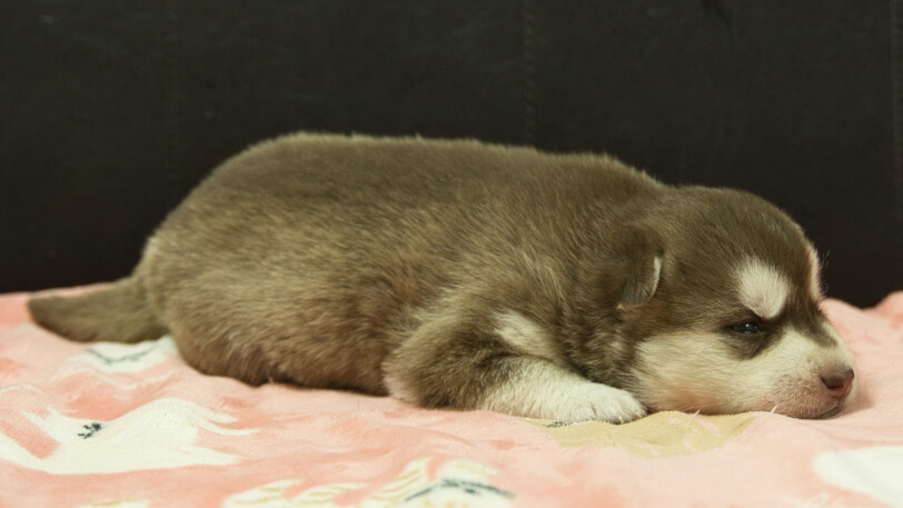 シベリアンハスキー子犬の写真No.202602161-5 3月3日現在