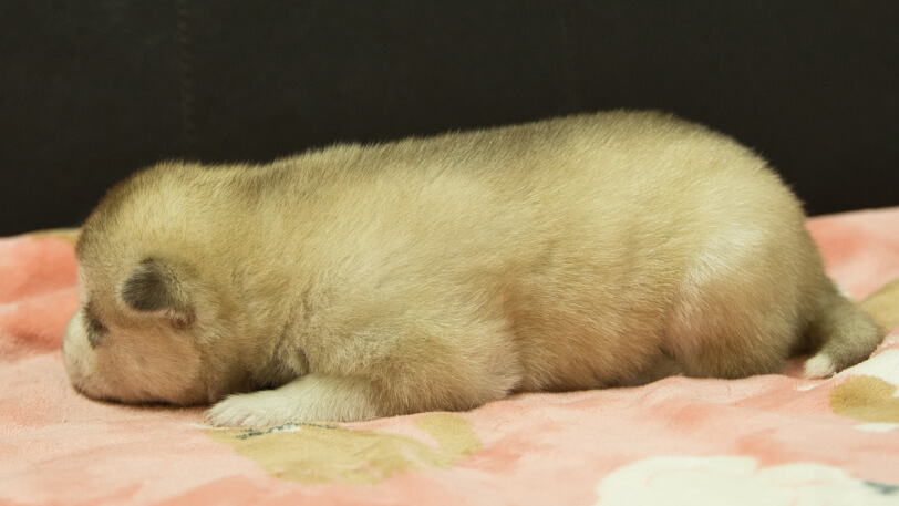 シベリアンハスキー子犬の写真No.202602165左側面3月3日現在