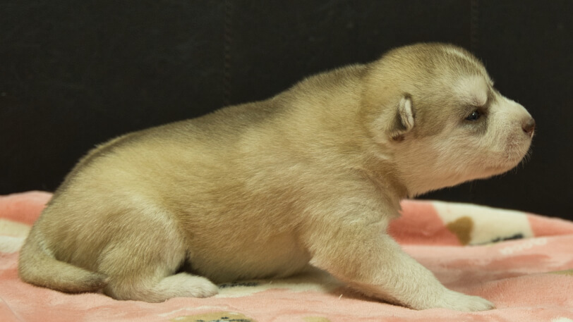 シベリアンハスキー子犬の写真No.202602166右側面3月3日現在