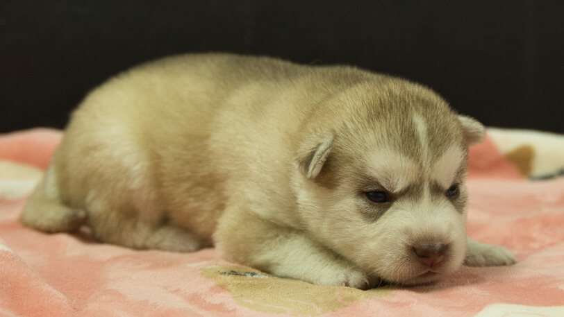 シベリアンハスキー子犬の写真No.202602166-5 3月3日現在