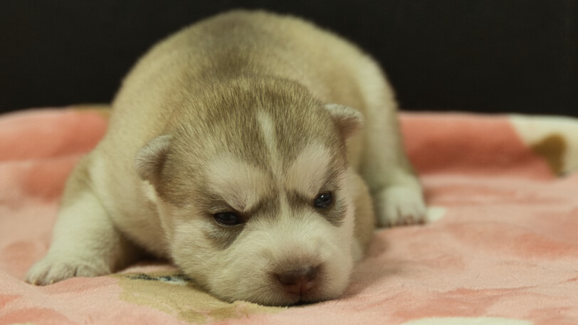 シベリアンハスキー子犬の写真No.202602166正面3月3日現在