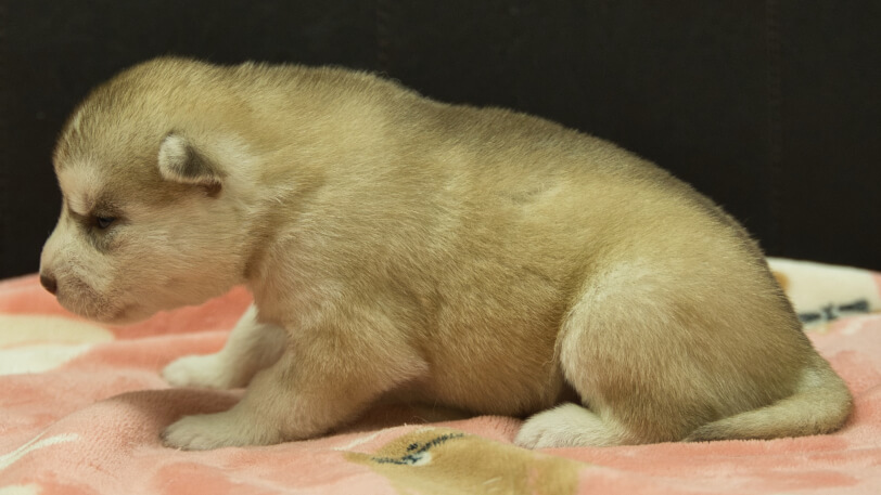 シベリアンハスキー子犬の写真No.202602166左側面3月3日現在