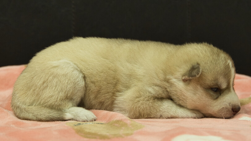 シベリアンハスキー子犬の写真No.202602167右側面3月3日現在