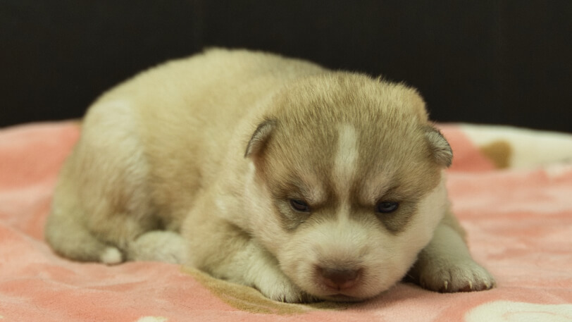 シベリアンハスキー子犬の写真No.202602167-5 3月3日現在