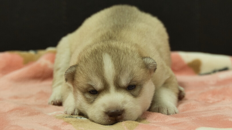 シベリアンハスキー子犬の写真No.202602167正面3月3日現在