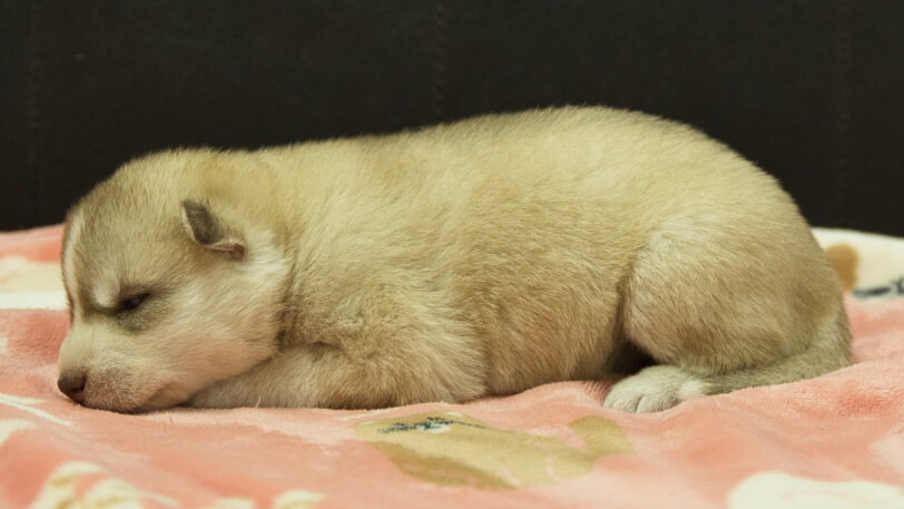 シベリアンハスキー子犬の写真No.202602167左側面3月3日現在