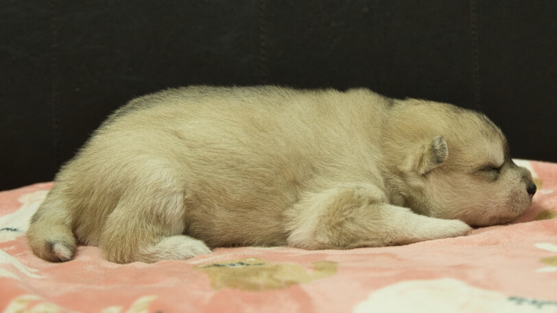 シベリアンハスキー子犬の写真No.202602171右側面3月3日現在