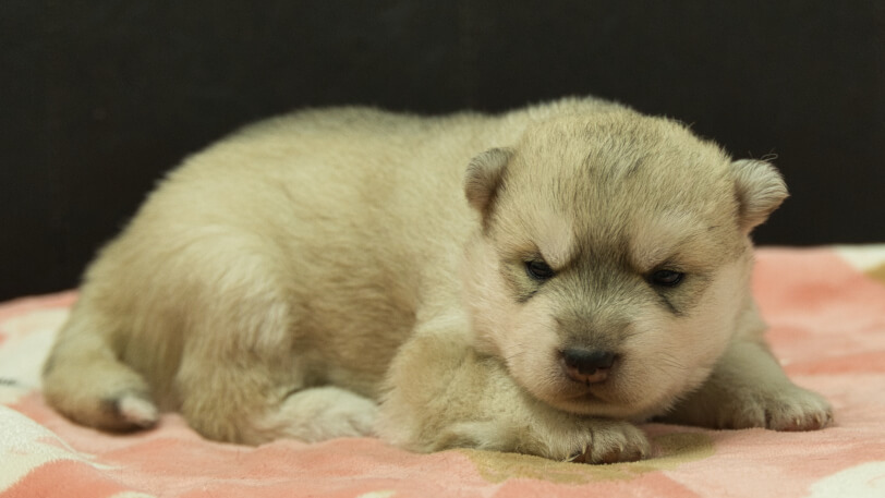 シベリアンハスキー子犬の写真No.202602171-5 3月3日現在
