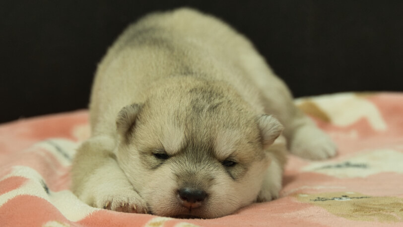 シベリアンハスキー子犬の写真No.202602171正面3月3日現在