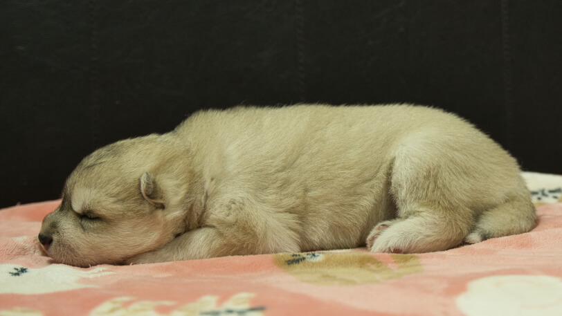 シベリアンハスキー子犬の写真No.202602171左側面3月3日現在